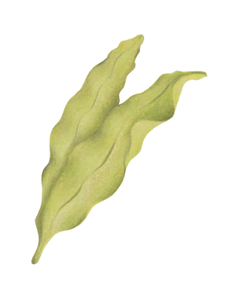 Spinach