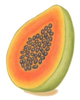 Papaya
