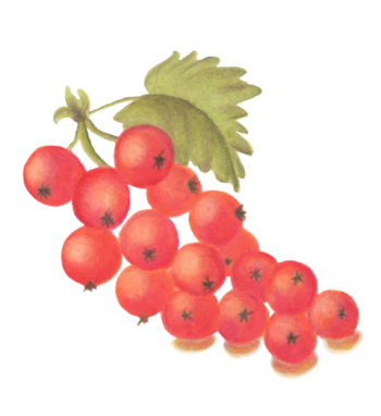 Red currant